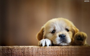 sad-puppy-wallpaper